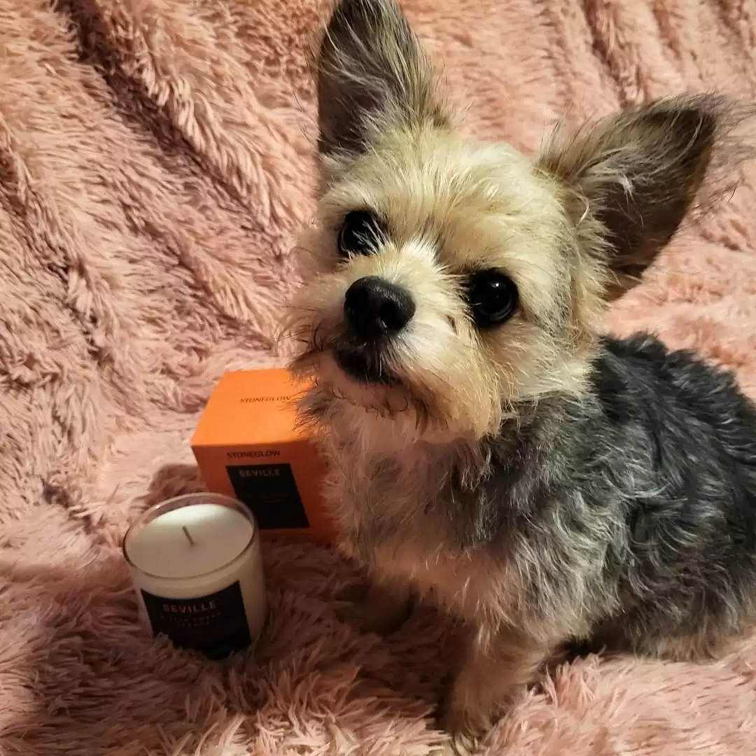 nến thơm châu Âu đã trở thành một phần trong phong cách sống