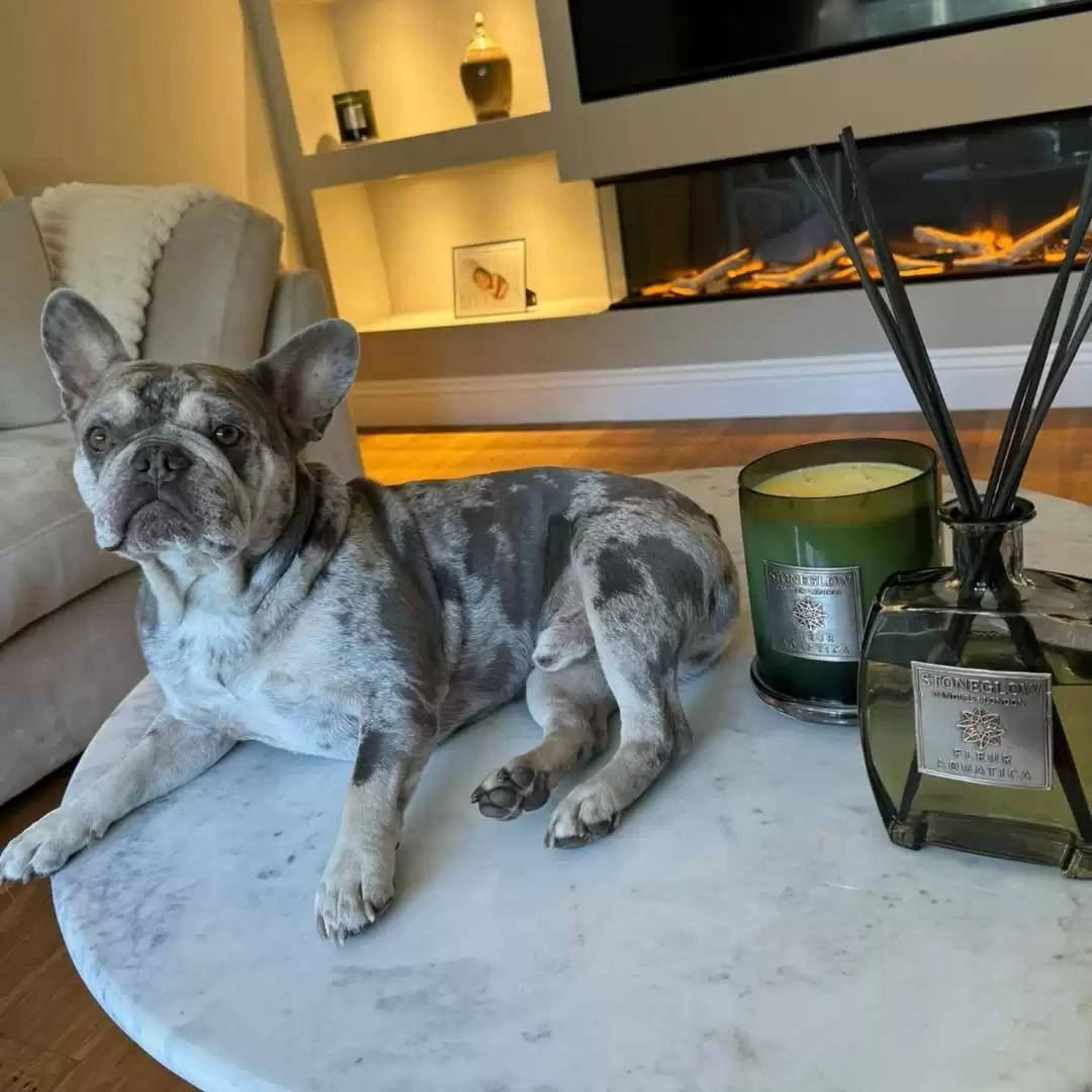 snapins ai 3471395321242855231